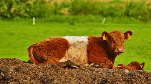 Cow in a field