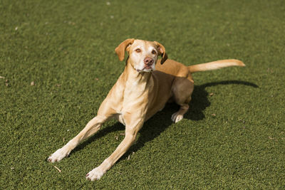 Portrait of dog running on grass