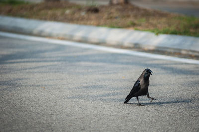 Raven on road