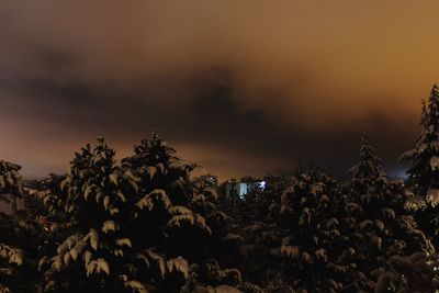 Trees against sky during sunset