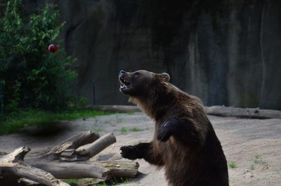 Side view of bear standing in forest