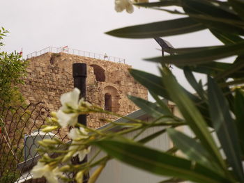 Low angle view of plant against building