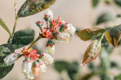 Close-up of cherry blossom on tree