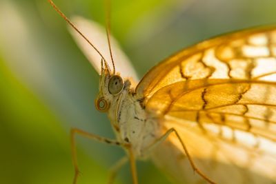 Close-up of butterfly