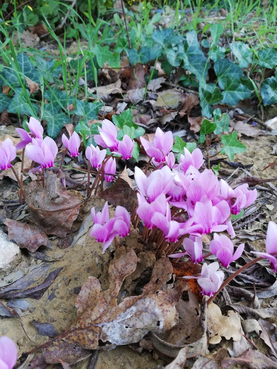 CLOSE-UP OF PINK FLOWERING PLANTS ON LAND