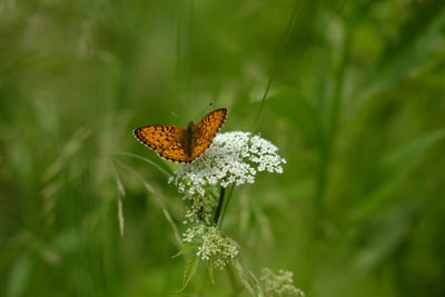 Close-up of butterfly pollinating on flower