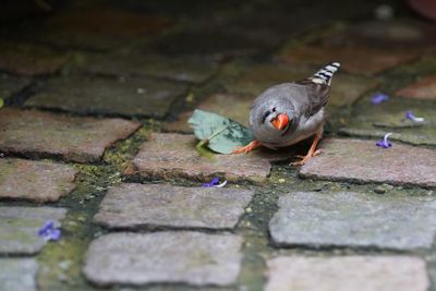 High angle view of pigeon on footpath