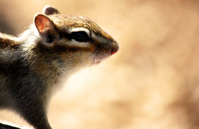 Close up chipmunk side of face