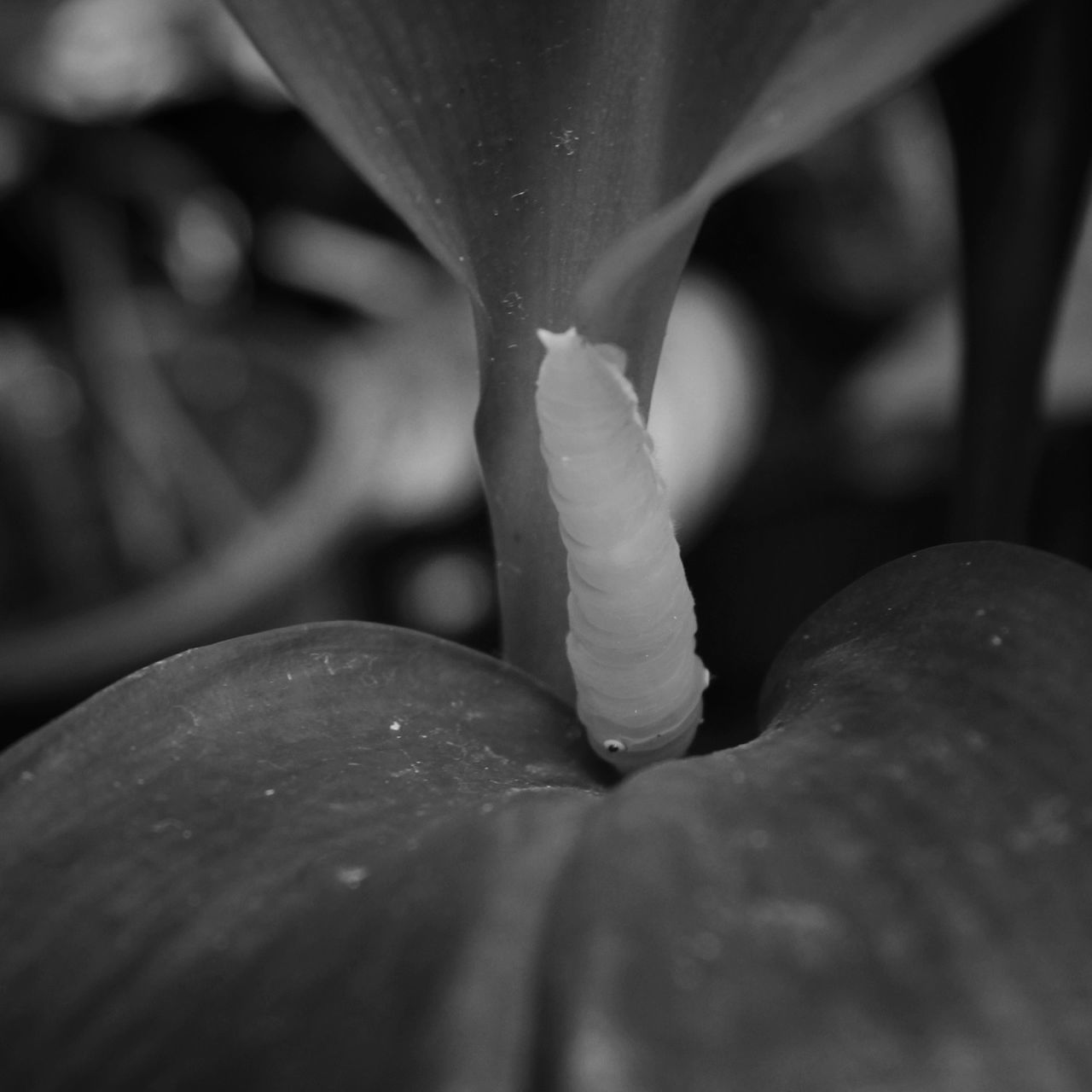 close-up, focus on foreground, selective focus, freshness, fragility, drop, nature, growth, wet, water, day, outdoors, beauty in nature, leaf, plant, part of, flower, childhood