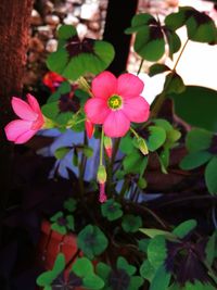 Close-up of pink flowers