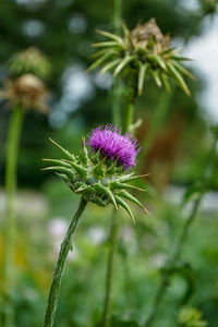 Close-up of purple thistle flower