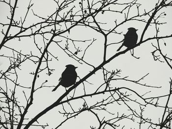 Low angle view of silhouette bird perching on branch