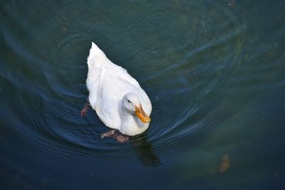 Birds floating on water