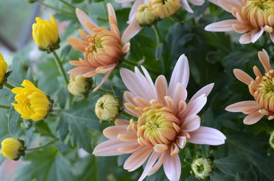 Close-up of flowers blooming outdoors