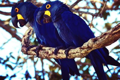 Low angle view of bird perching on branch