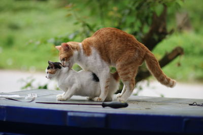 Side view of a cat