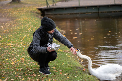 Woman in a black coat and knitted hat feeds bread to a white swan on the shore of a pond
