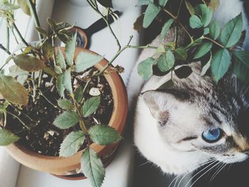 Close-up of cat by plants