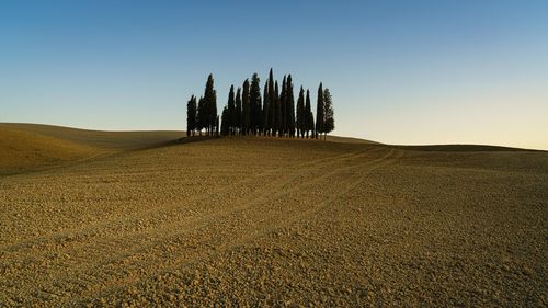 Scenic view of agricultural field against clear sky