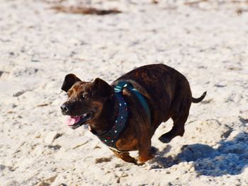 Black dog lying on sand