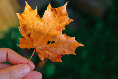 leaf