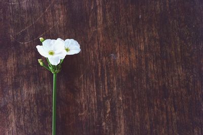 Close-up of white flowers