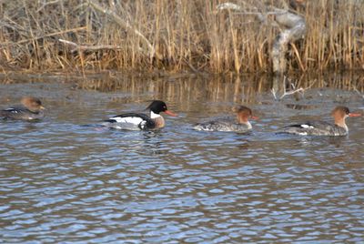 Ducks swimming in lake