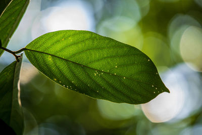 Close-up of plant leaves