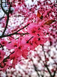 Close-up of pink flowers on tree