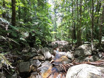 Plants and rocks by trees in forest