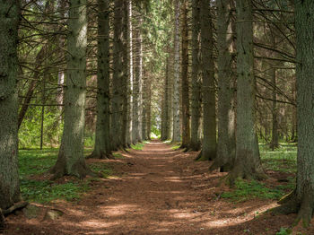 Dirt road amidst trees in forest