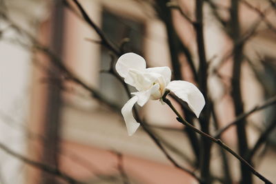 Close-up of white flower against blurred background