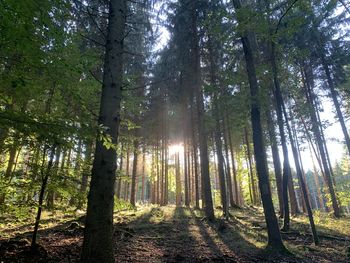 Low angle view of sunlight streaming through trees in forest