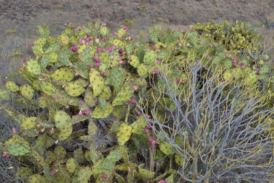 High angle view of plants