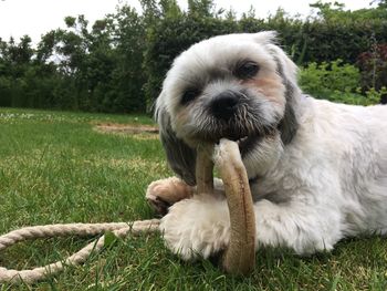 Portrait of dog on field