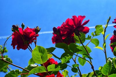 Low angle view of red flowering plant against blue sky