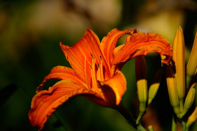 Close-up of lily growing outdoors