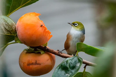 Close-up of bird perching on tree