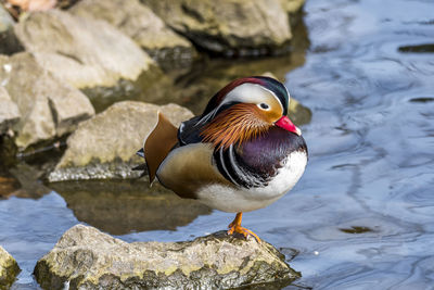 Close-up of duck on rock by lake