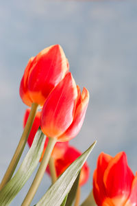 Bouquet of orange tulips flowers on blue background with copy space.