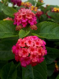 Close-up of pink flowers blooming outdoors