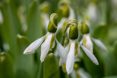 Close-up of white flowering plant