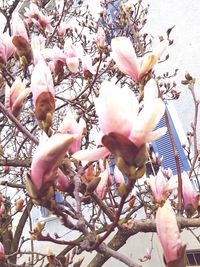 Low angle view of pink cherry blossoms in spring