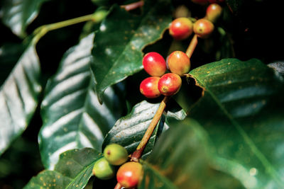 Close-up of cherries growing on plant