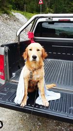 Portrait of dog in car