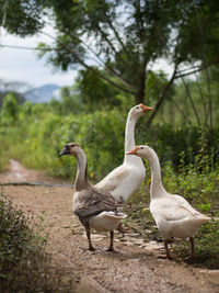 Close-up of geese