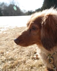 Close-up of a dog