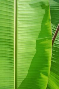 banana leaf