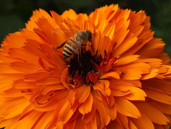 Close-up of bee pollinating on flower