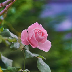 Close-up of pink rose